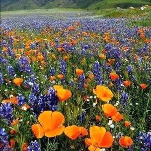 Meet your Posher, Asavari